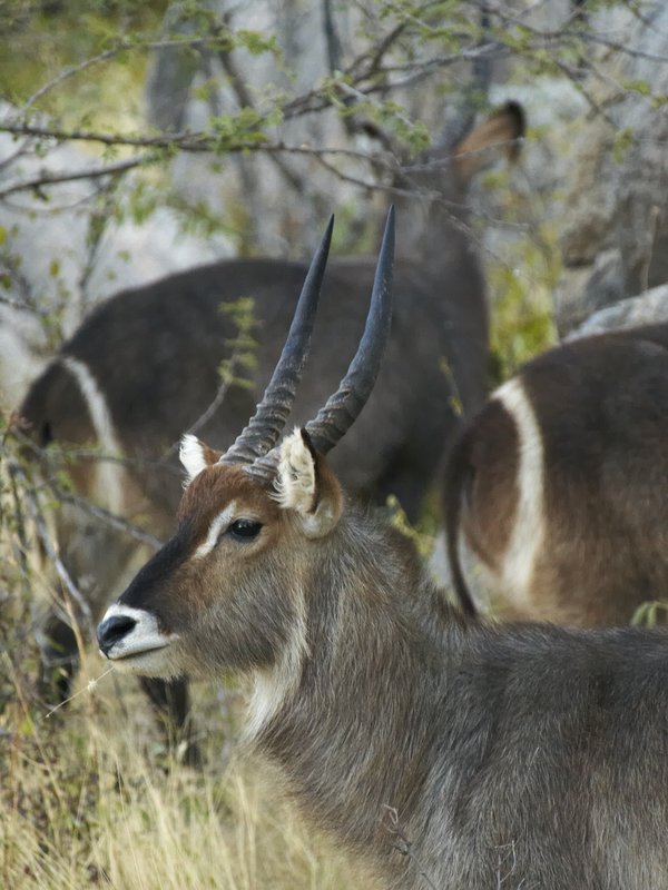 Mount Etjo, Kudu